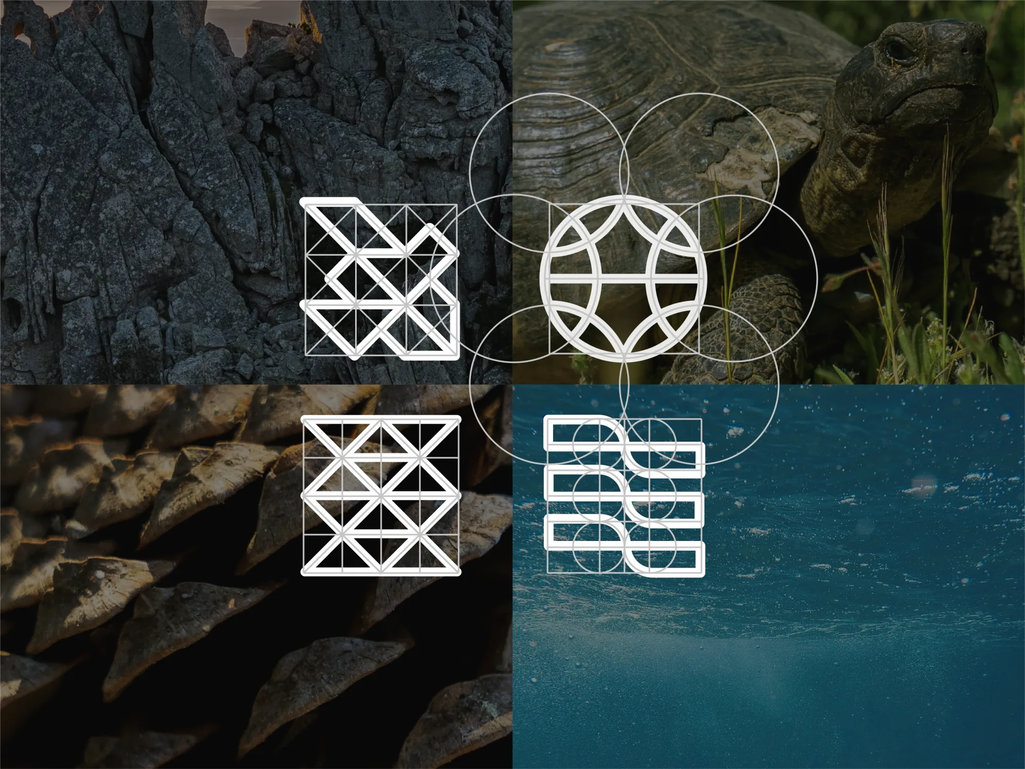 Monte Pino mark construction grids over granite, tortoise, pine cone and sea photography